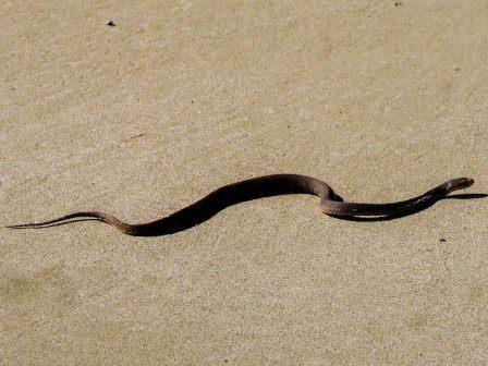 spiaggia serpente43