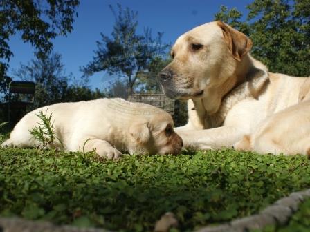 labrador47